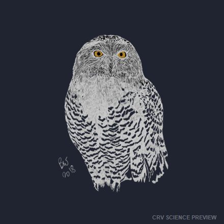 Snowy Owl (Bubo scandiacus) - Urban Garment-Dyed Hoodie artwork