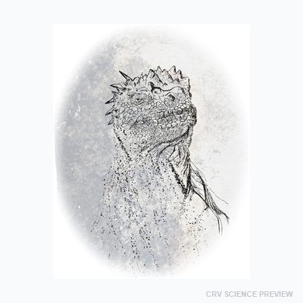 Marine Iguana (Amblyrhynchus cristatus) - Bella Canvas T-Shirt artwork