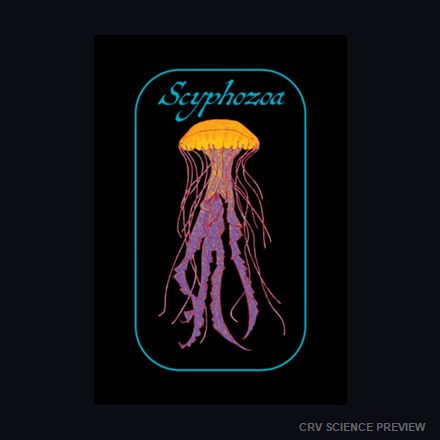 Scyphozoa (Sea Jellies) Thin Canvas Print artwork