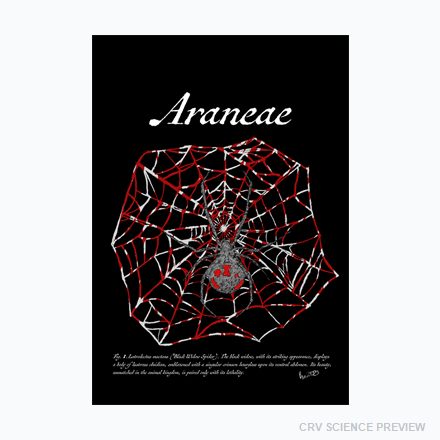 Fig. 1. Araneae (Black Widow Spider) - Thin Canvas Print artwork