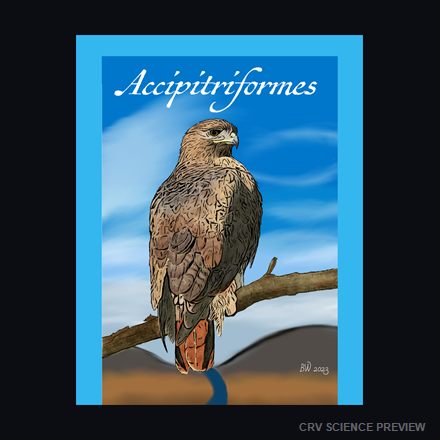 Accipitriformes (Red Tailed Hawk) - Thin Canvas Print artwork