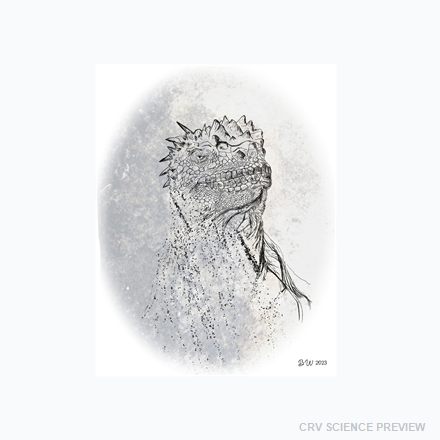 Marine Iguana (Amblyrhynchus cristatus) - Thin Canvas Print artwork
